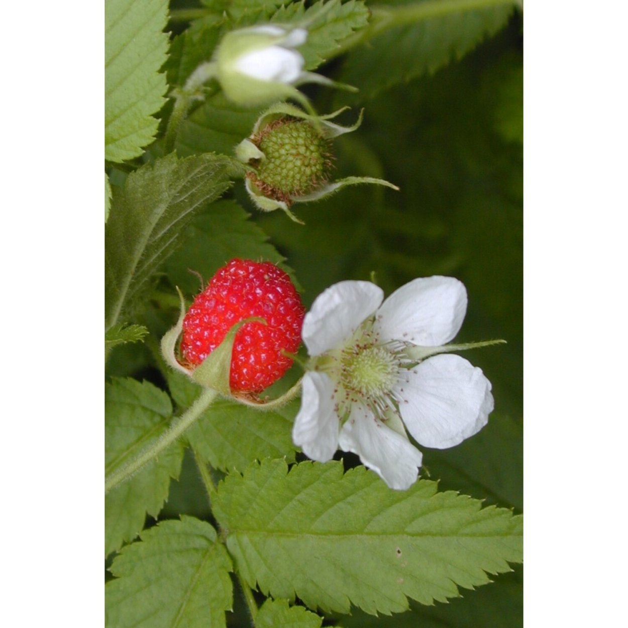 Цветок малина кустарник