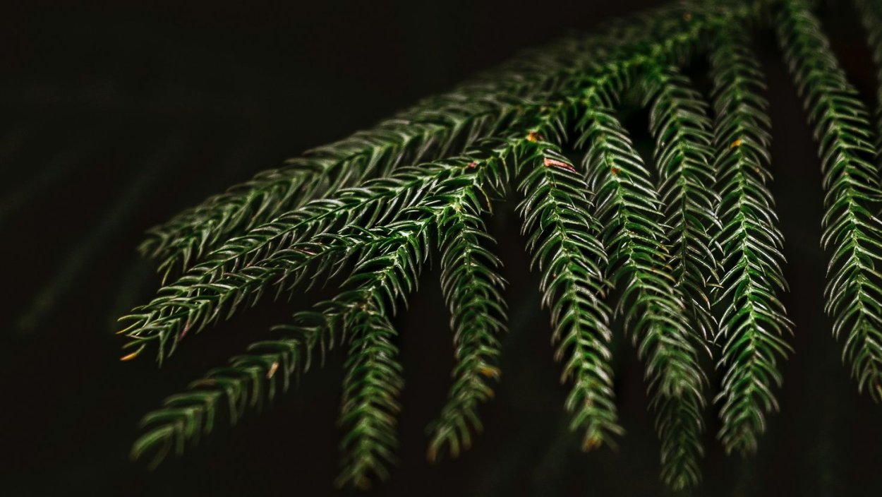 Ель уличная макро