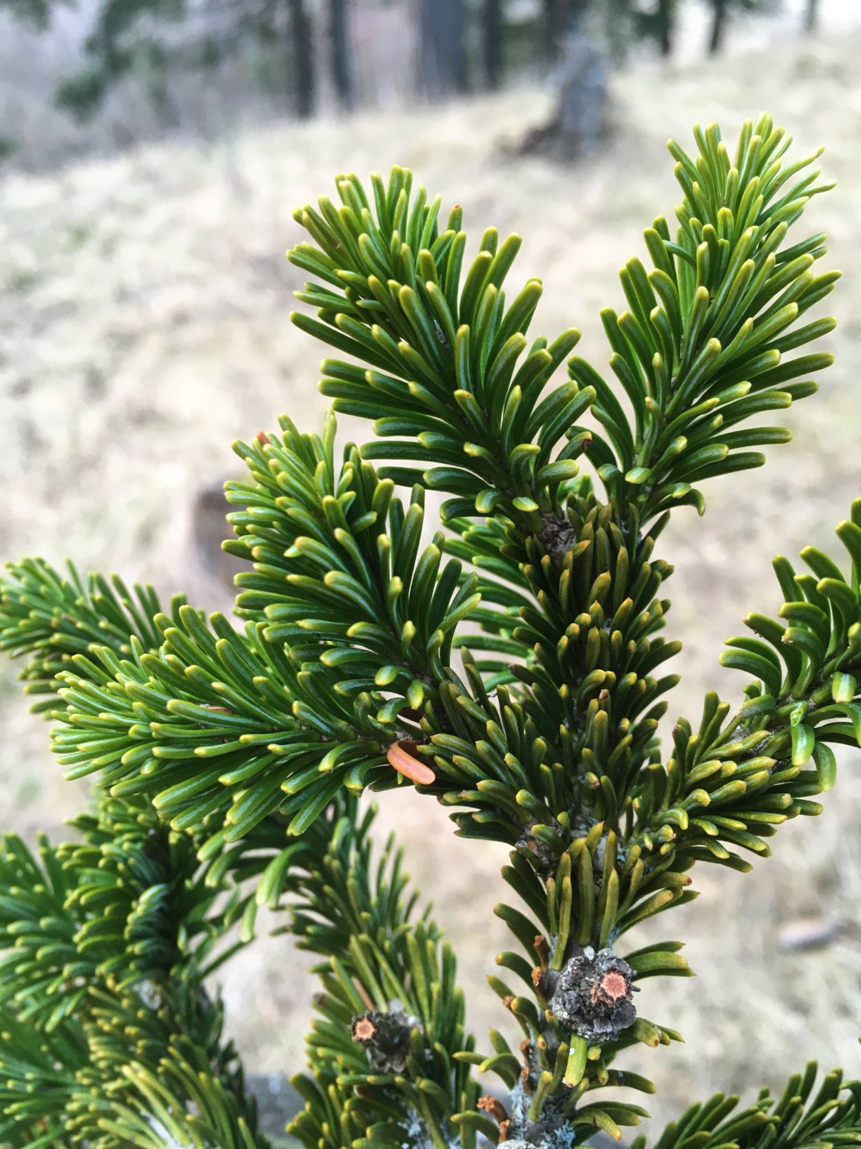 Лапник еловый