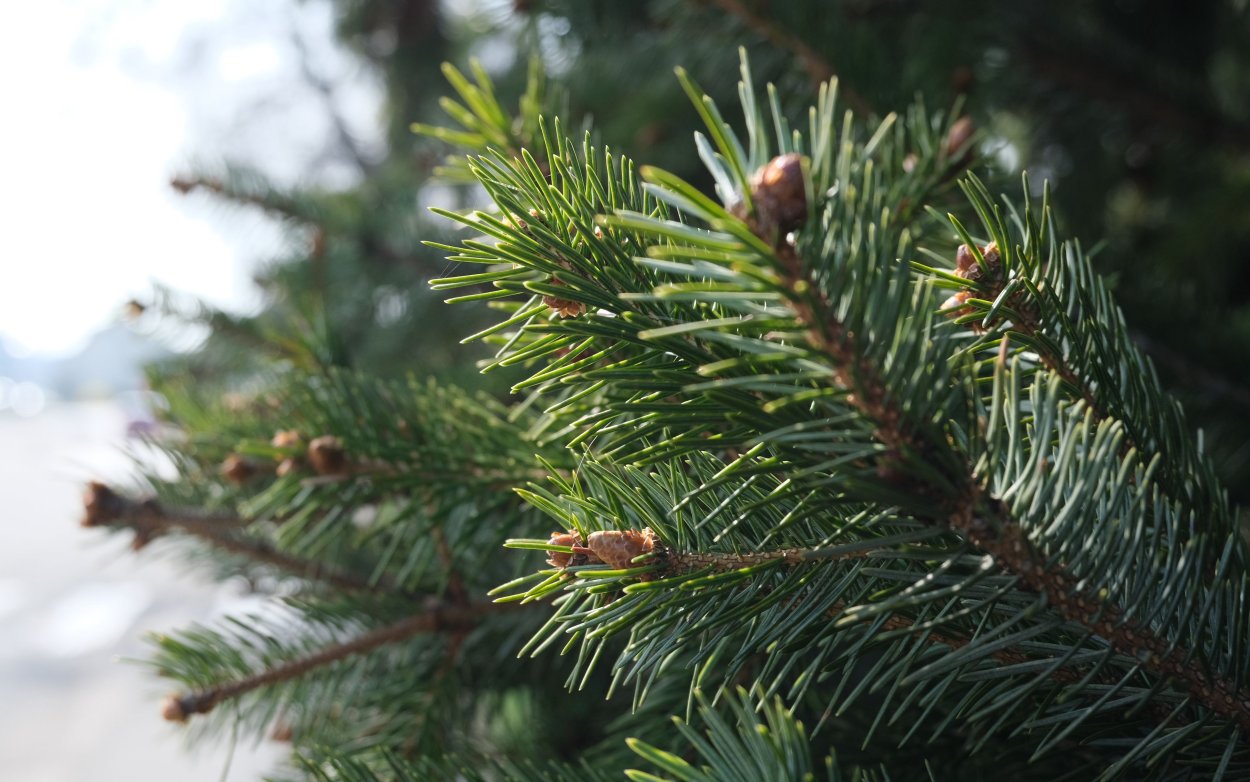 Сколько на ели на ветке иголки