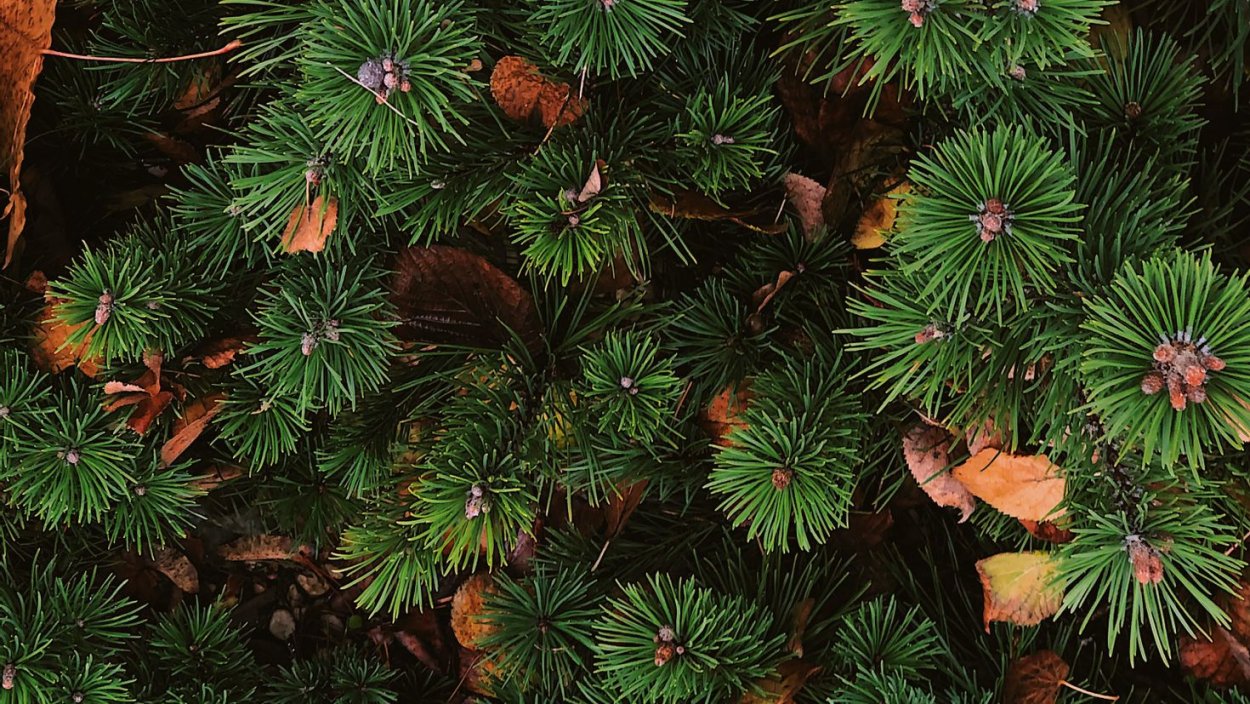 Кедр вид сверху