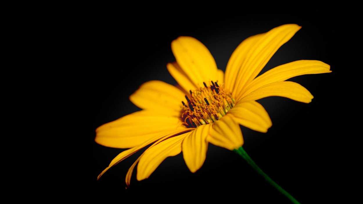 Картинка для рабочего стола высокого качества оригинальные цветы