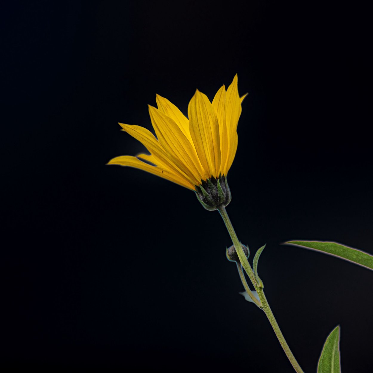 Цветы на рабочий стол