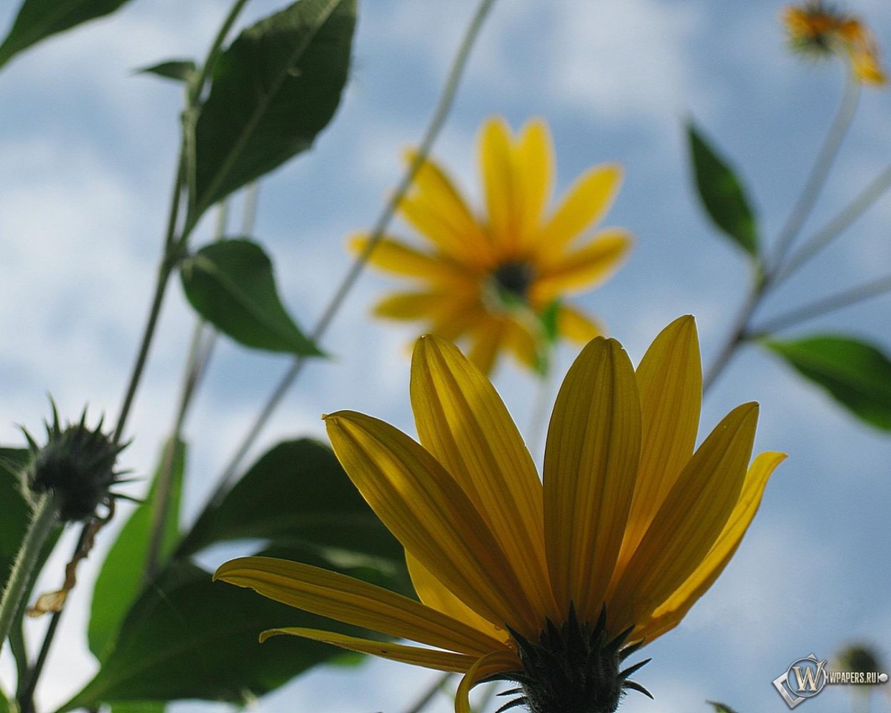 Жёлтый 1600 на 1200