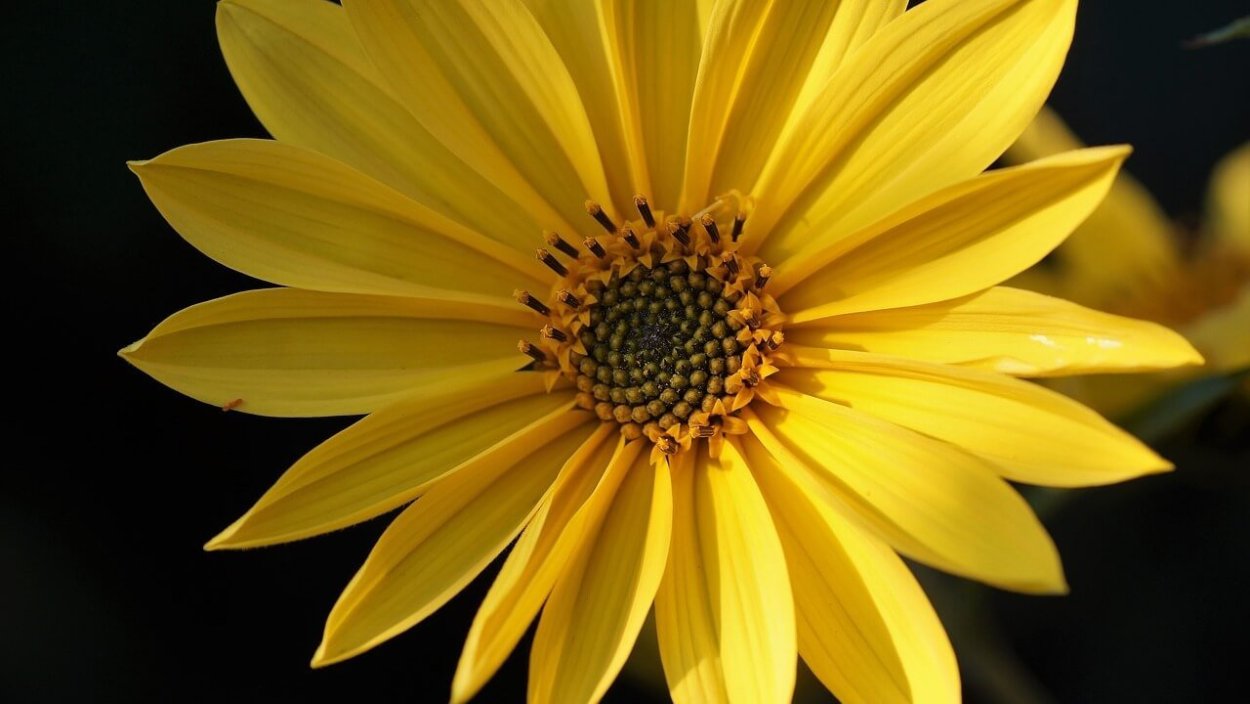 Топинамбур соцветие корзинка