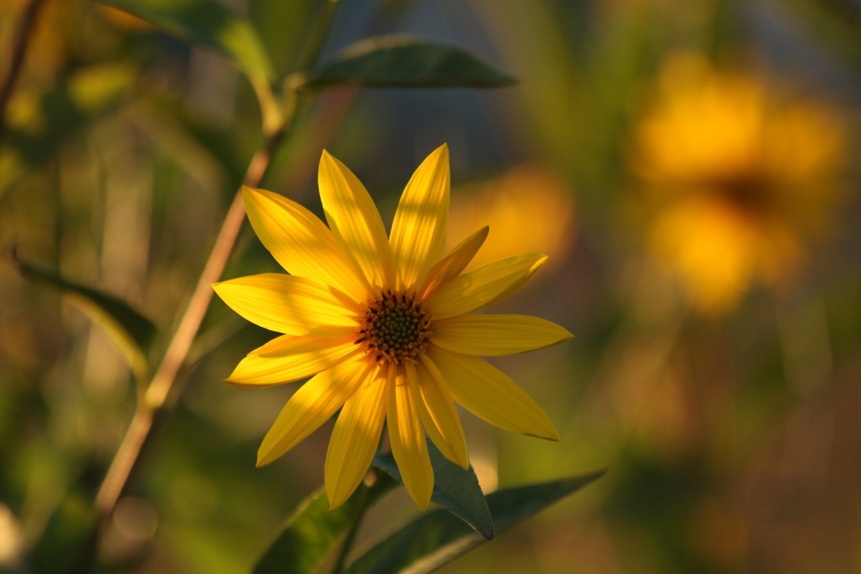 Артишок с подсолнухами