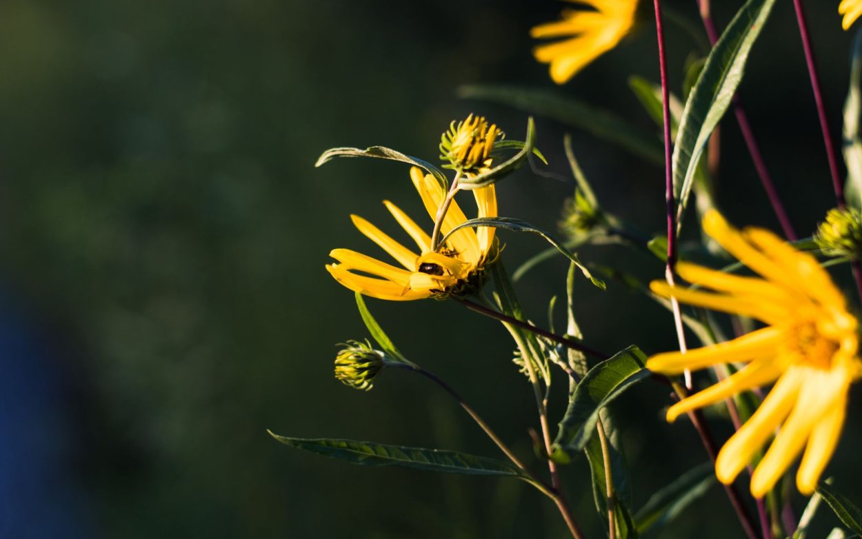 Обои на рабочий стол широкоформатные