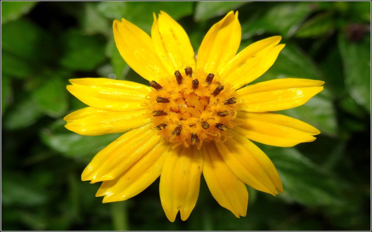 Топинамбур цветы