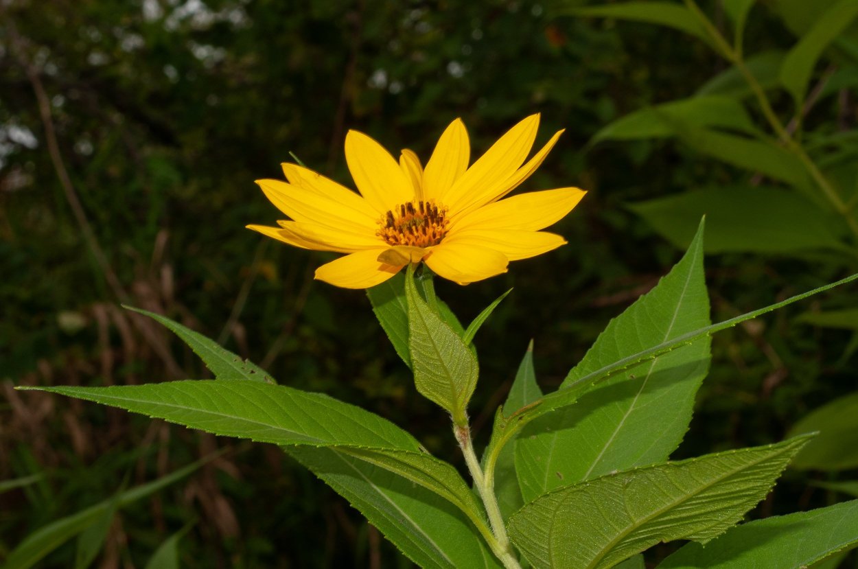 Helianthus tuberosus