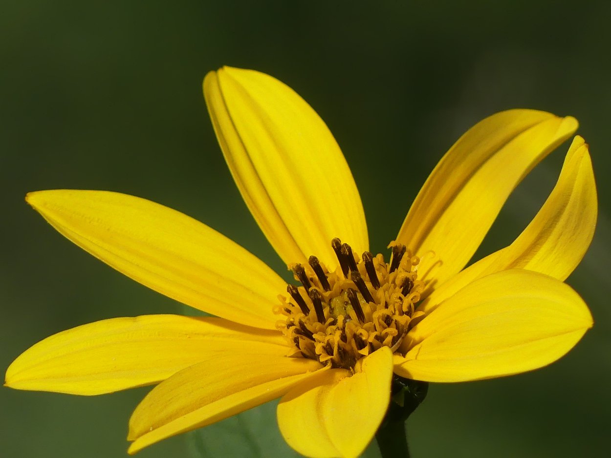 Желтые цветы клубнями