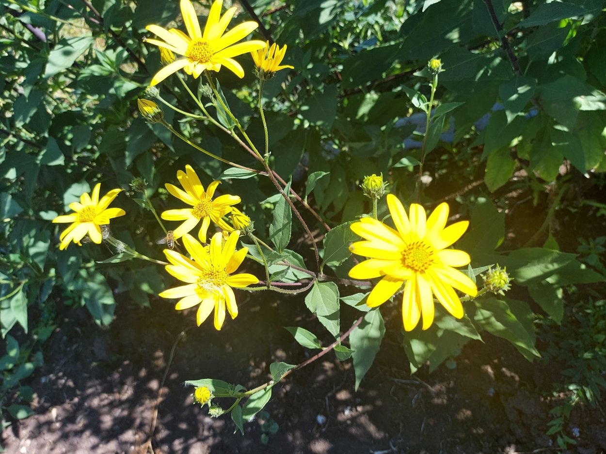 Топинамбур Родина