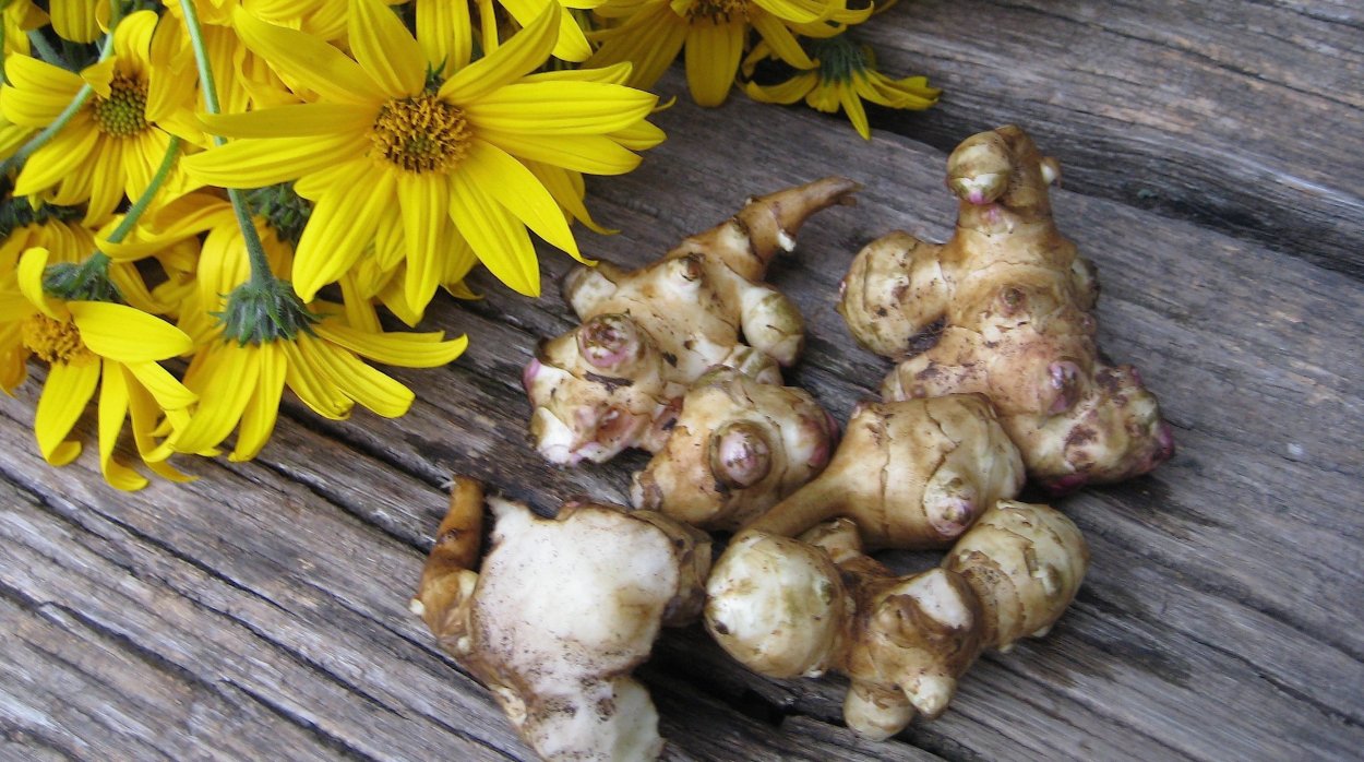 Топинамбур животное фото