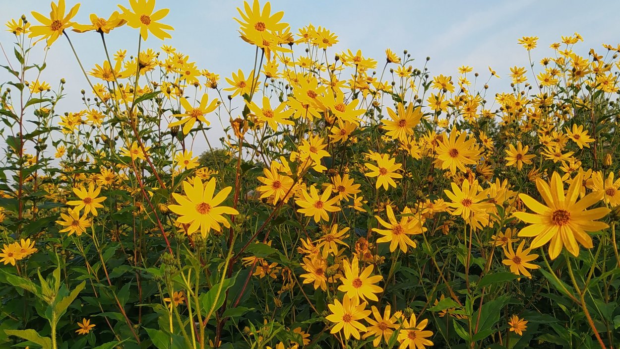 Топинамбур и гелиопсис