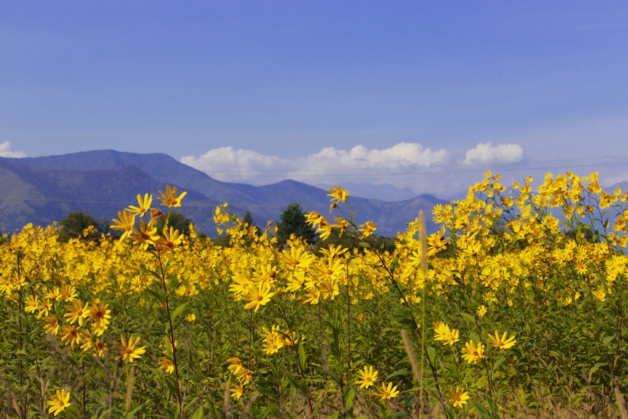 Цветок топинамбура поле