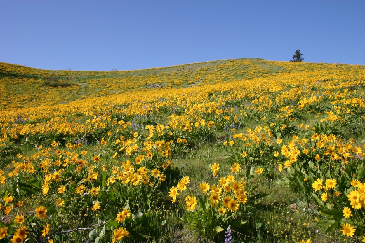 Осенне дикое поле с цветами