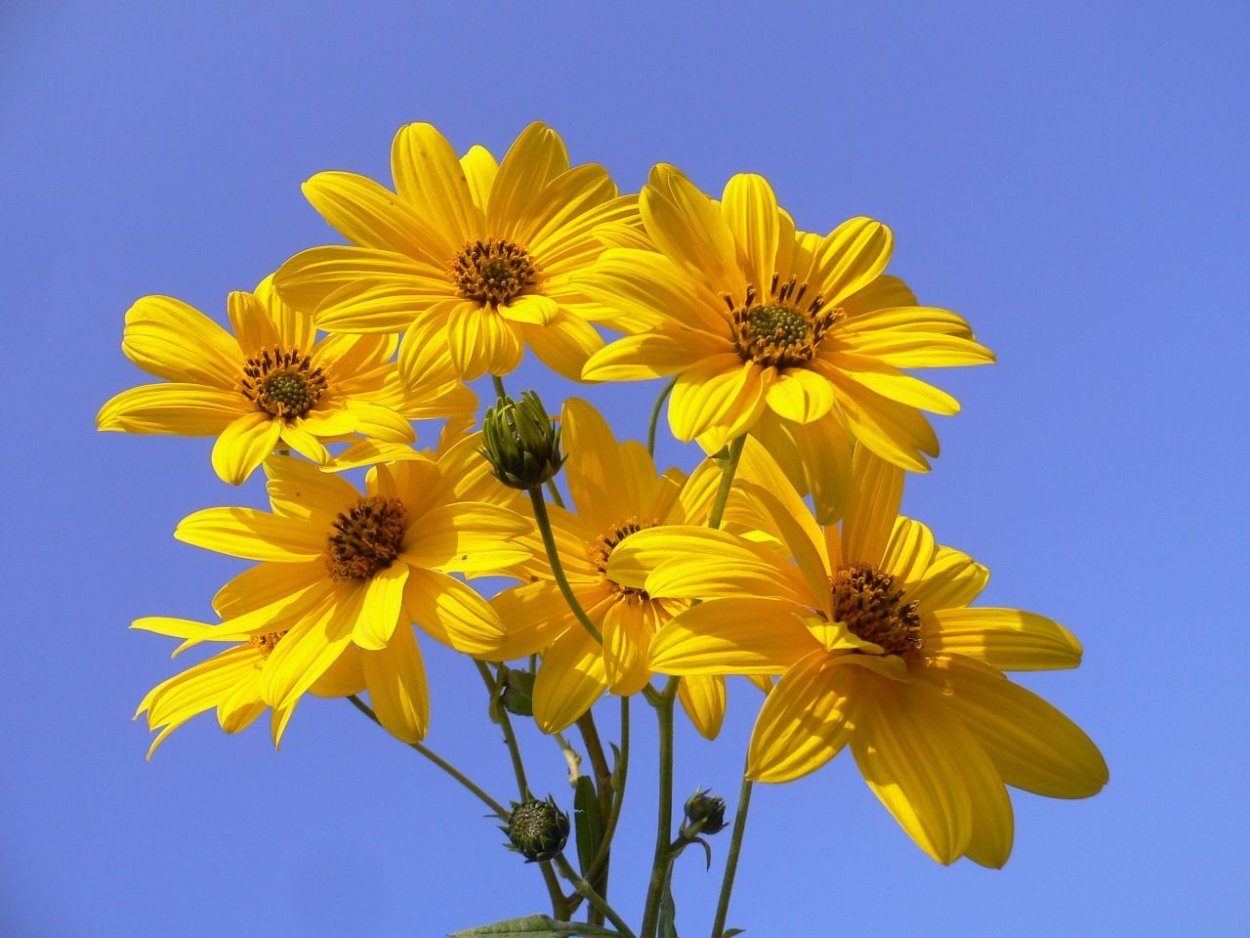 Цветок топинамбура анимация