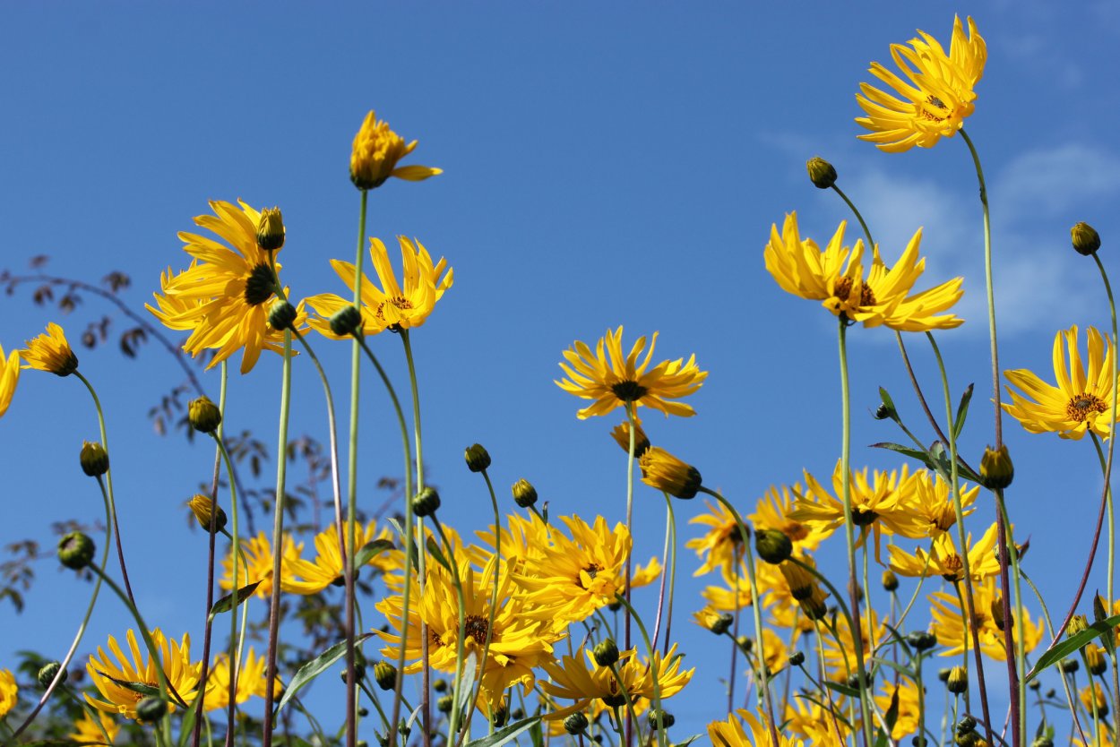 Топинамбур цветы