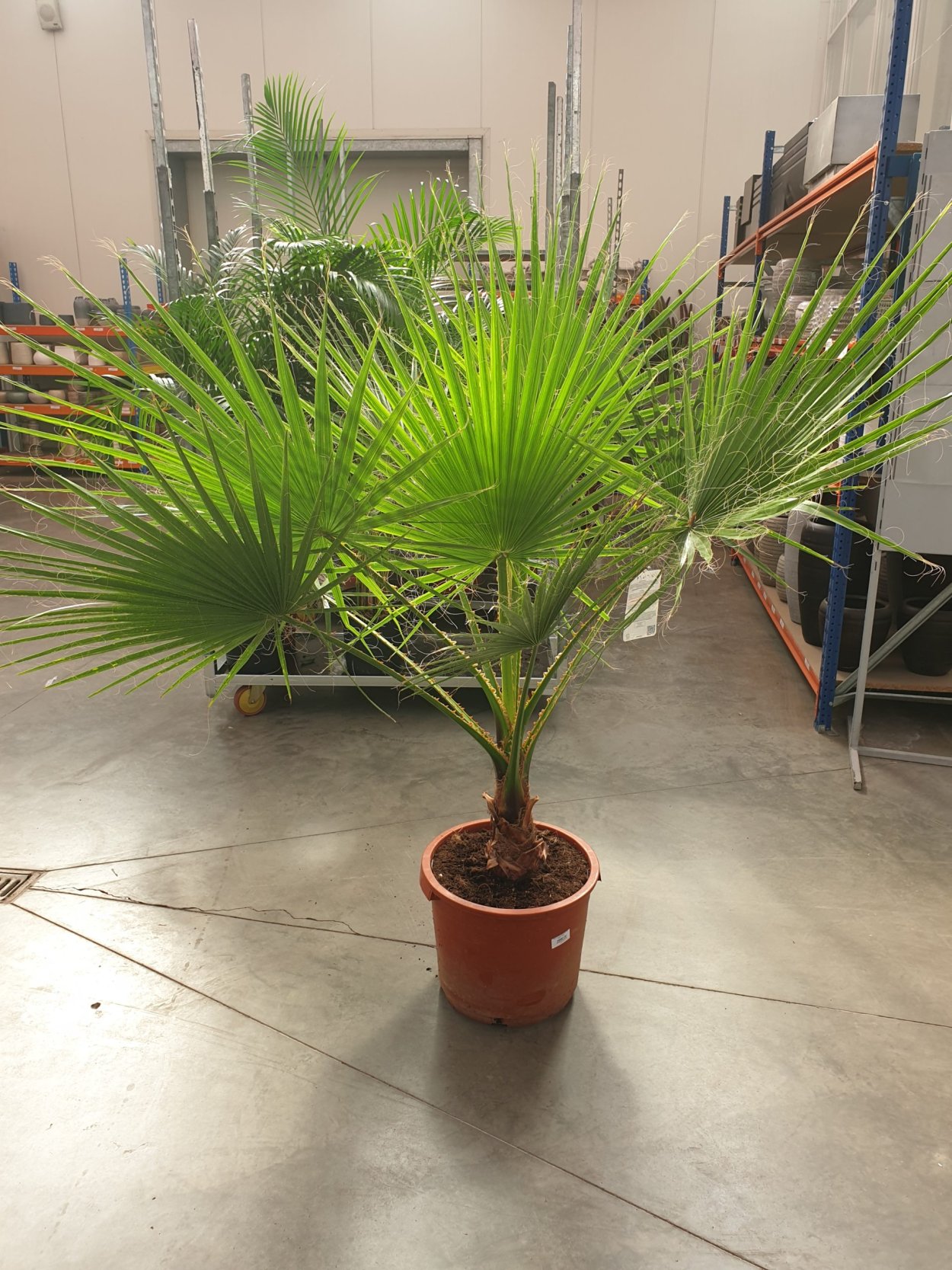 Вашингтония Робуста