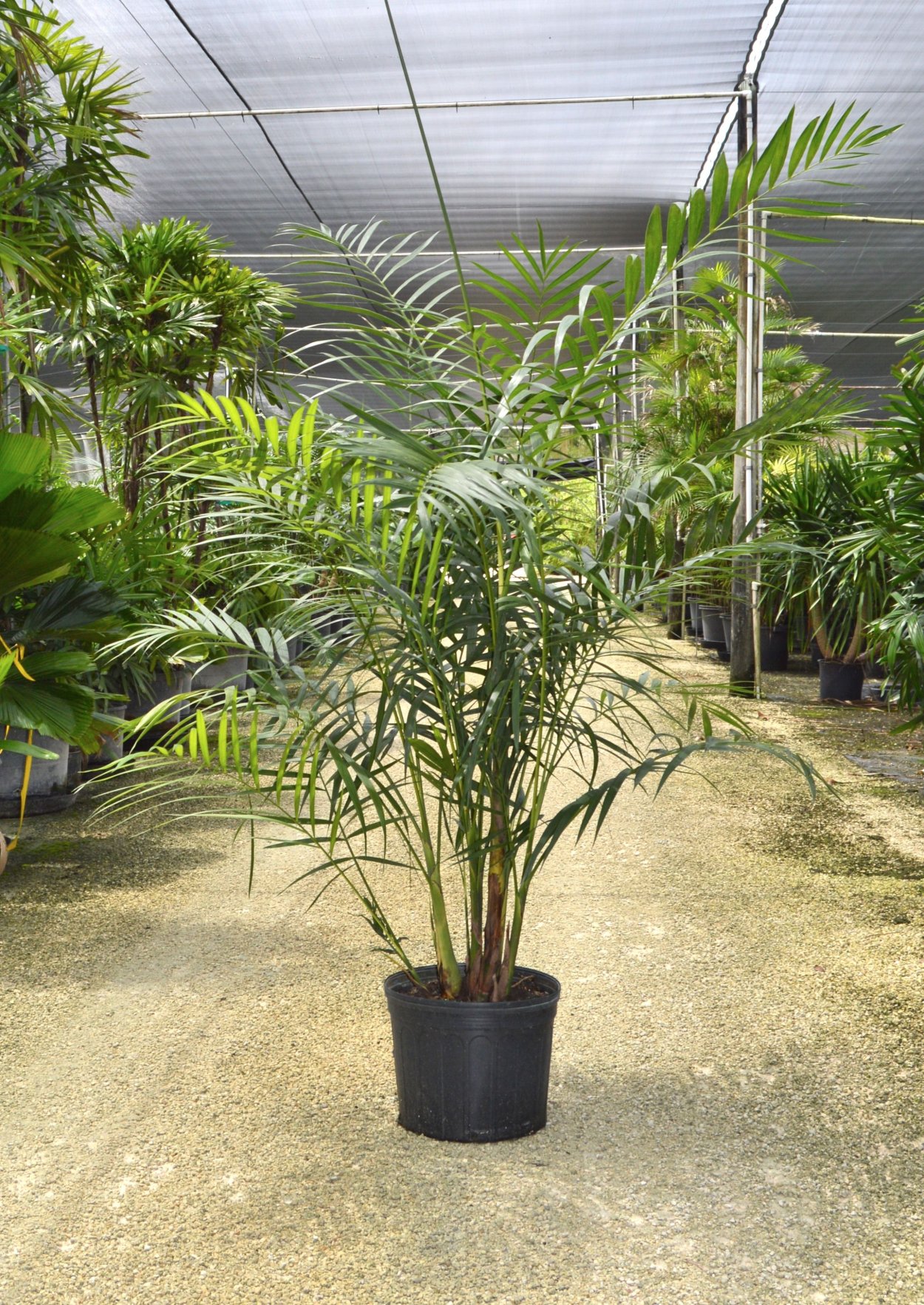 Бамбуковая Пальма хамедорея