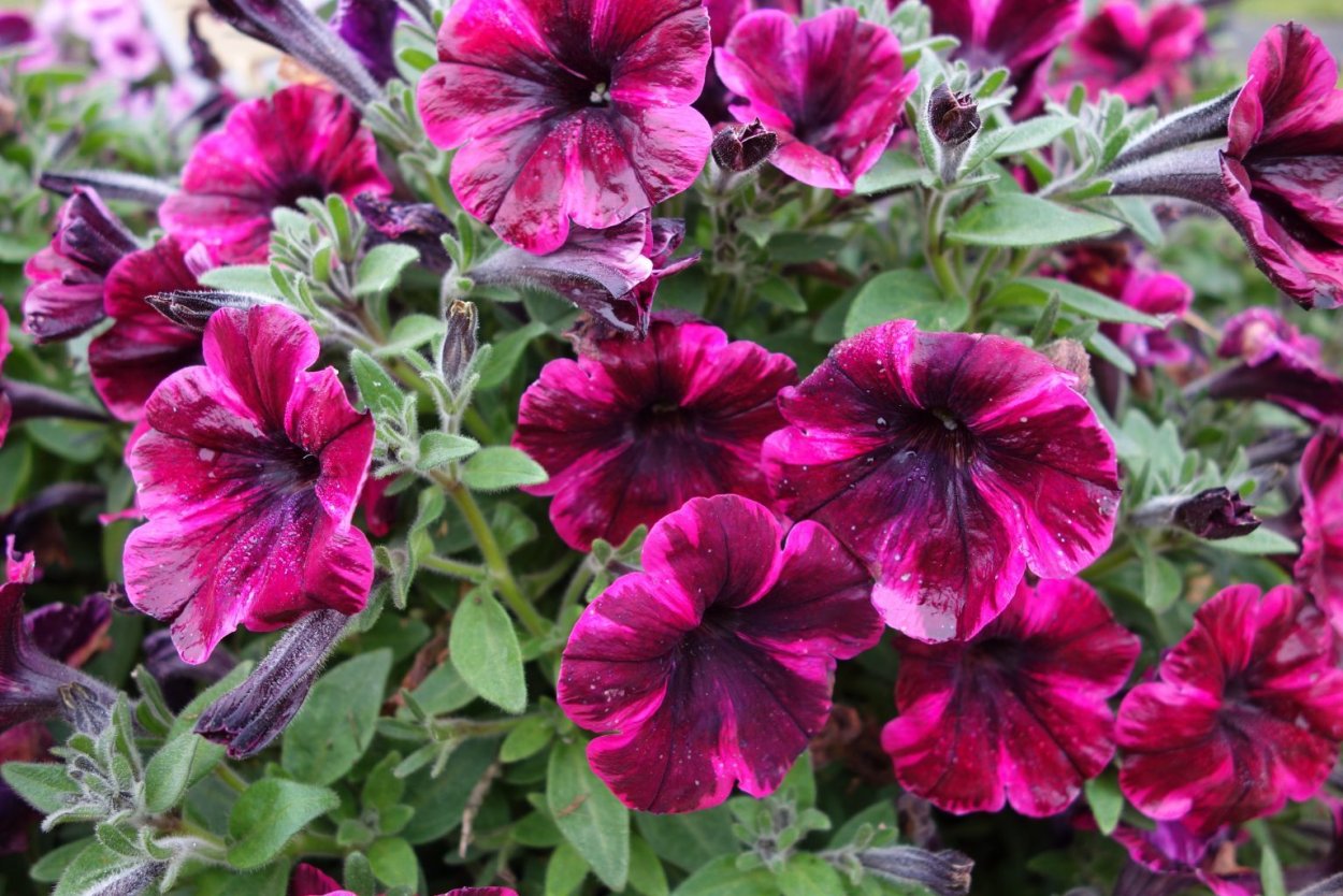 Петуния Космик Пинк