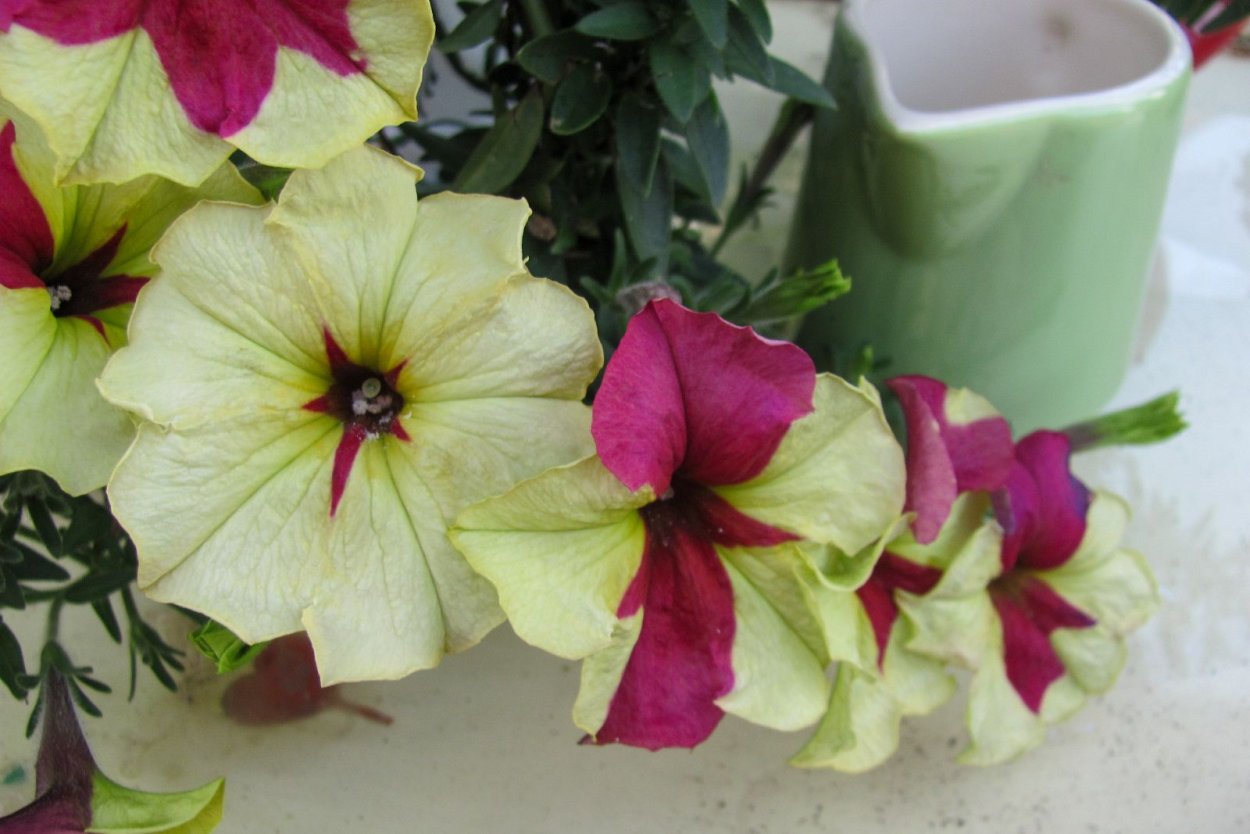 Петуния крейзитуния кнайт Райдер