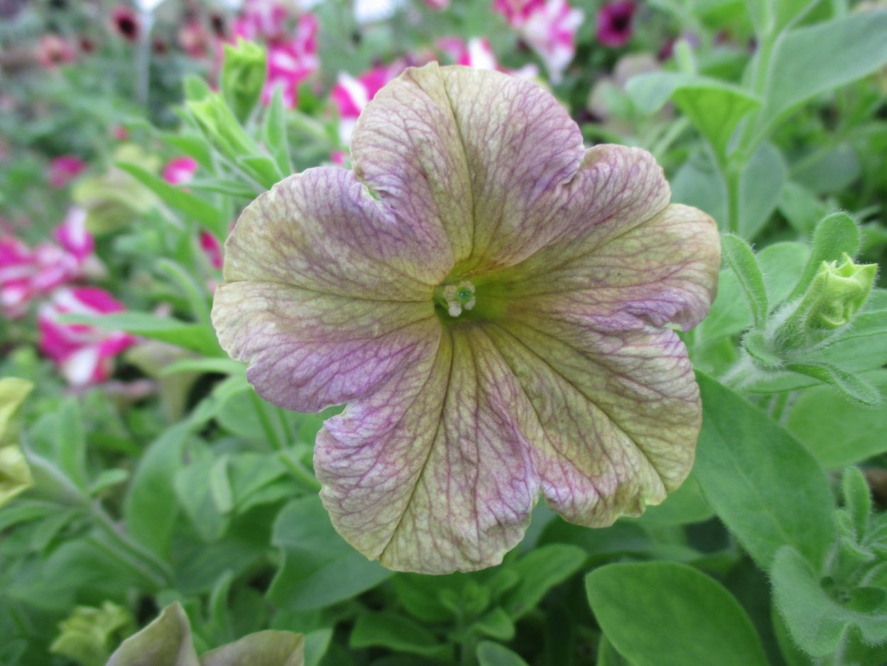 Петуния Crazytunia Lucky Lilac