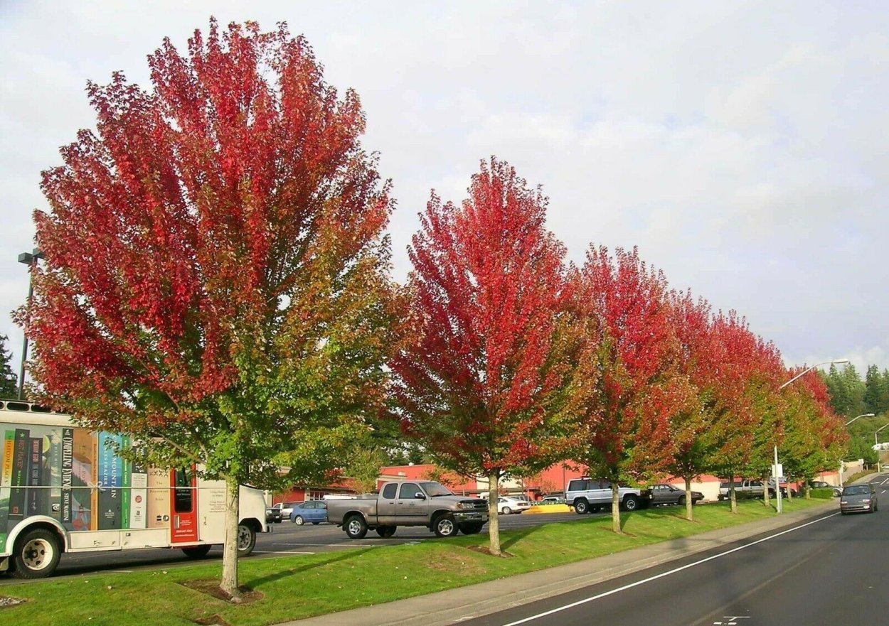 Клен красный Acer rubrum, саженцы