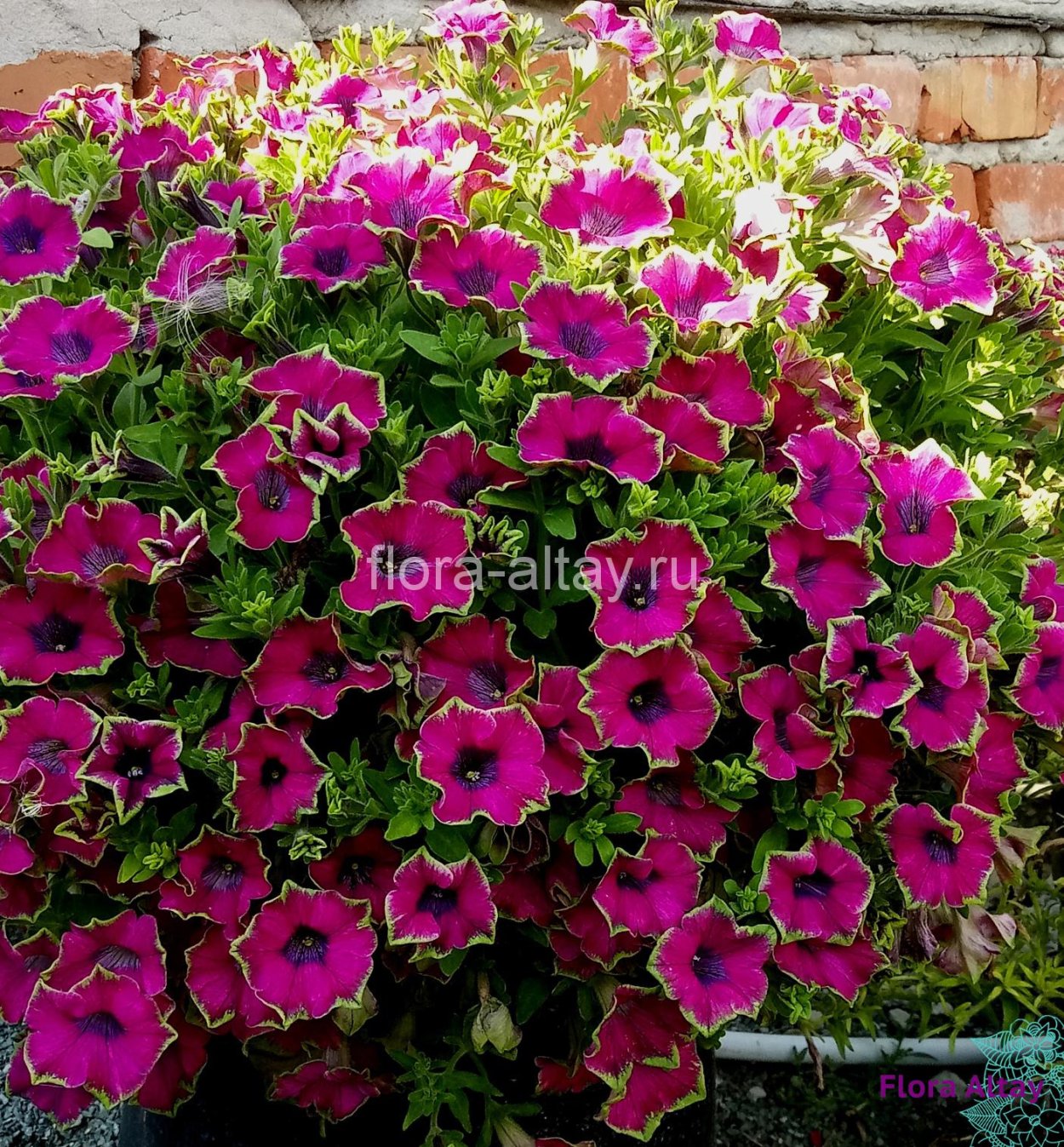 Петуния крейзитуния