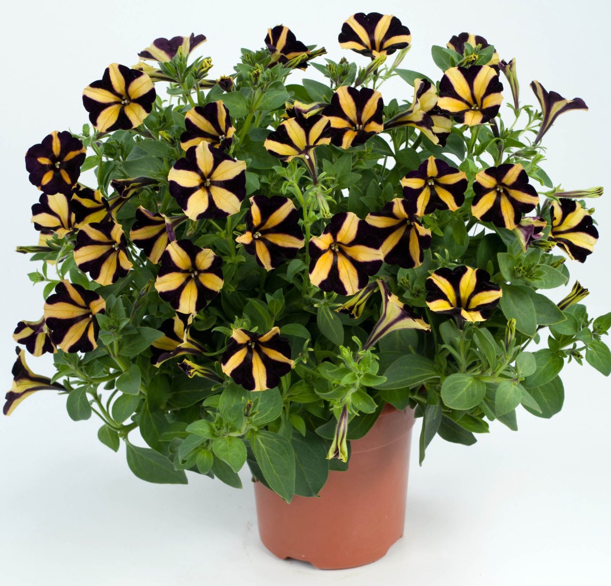 Петуния ray Sunflower Imp