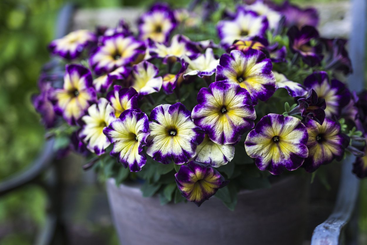 Петуния крейзитуния Мунстрак