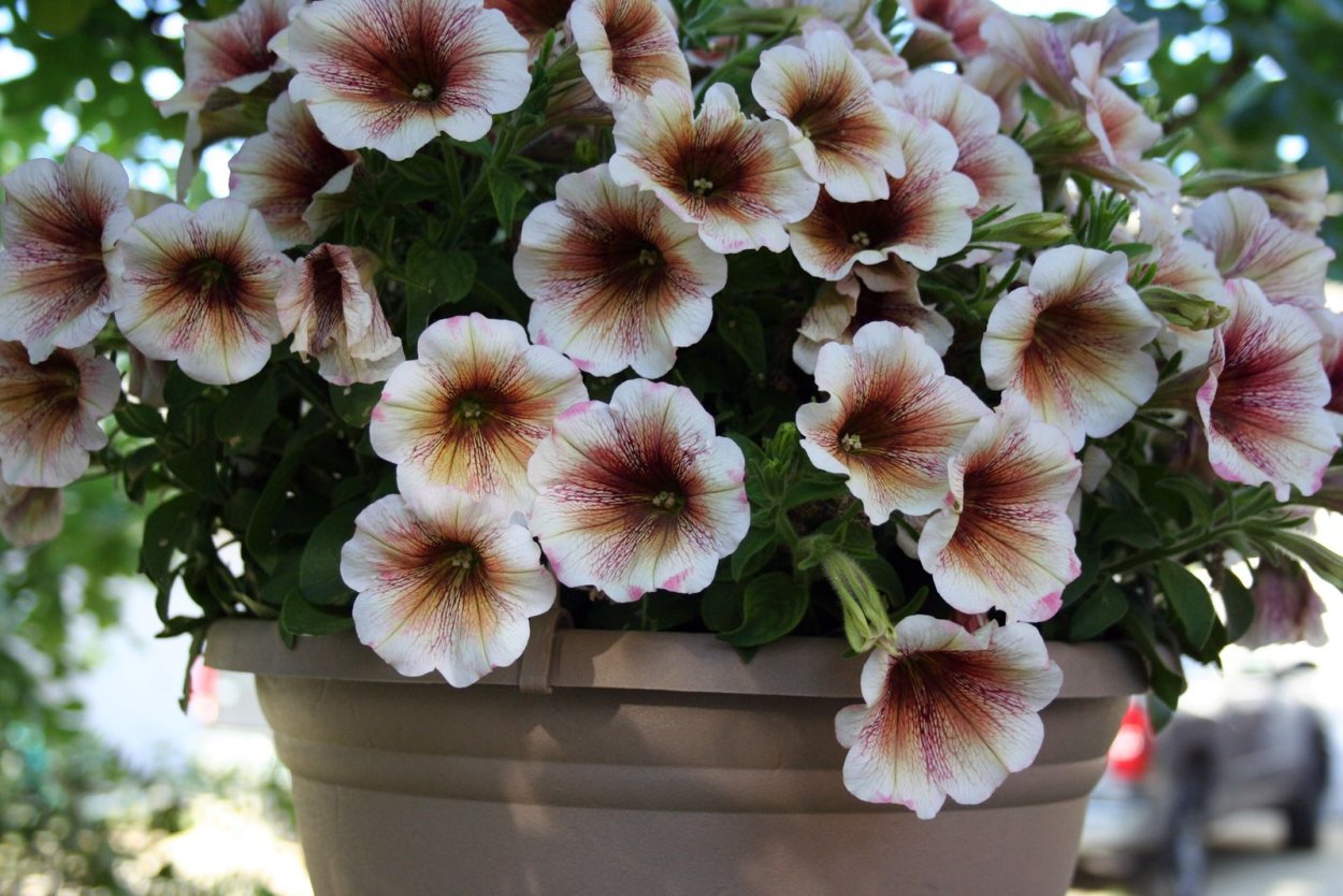 Петуния Crazytunia passion Punch