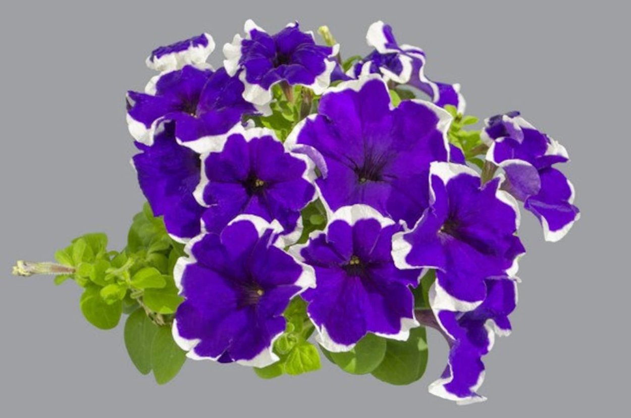 Петуния крейзитуния Блю Пикоти