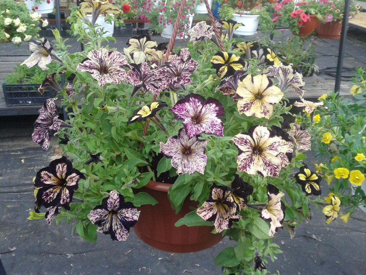 Крейзитуния Star Jubilee