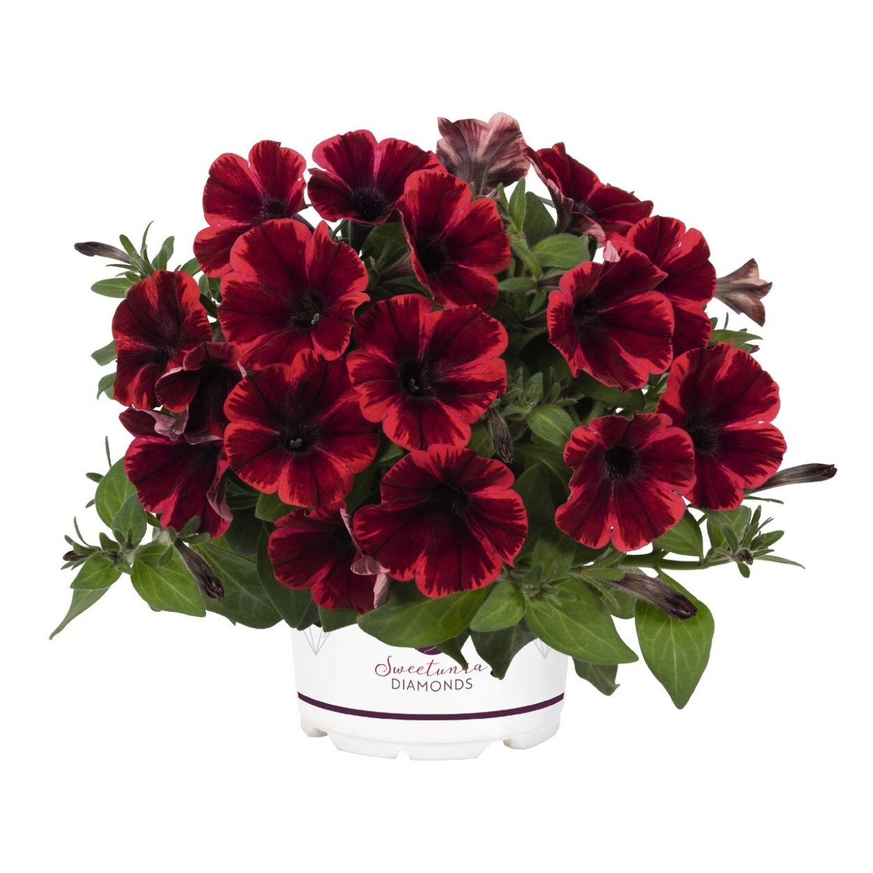 Петуния Sweetunia Fiona Flash