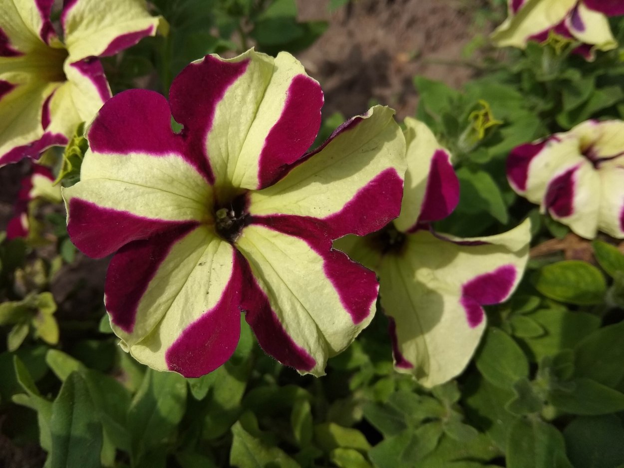 Петуния крейзитуния кнайт Райдер