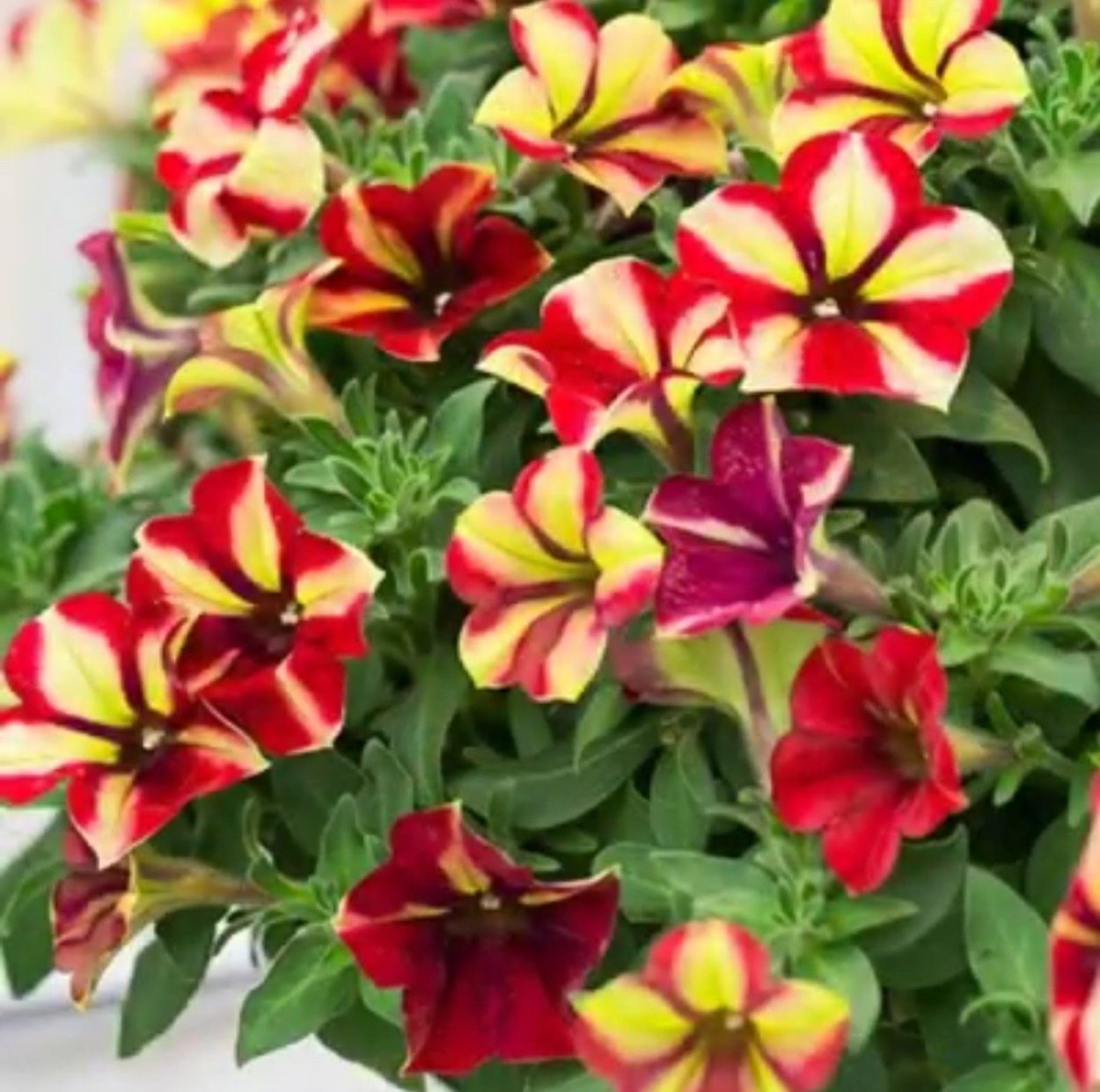 Петуния Crazytunia Star Fruit