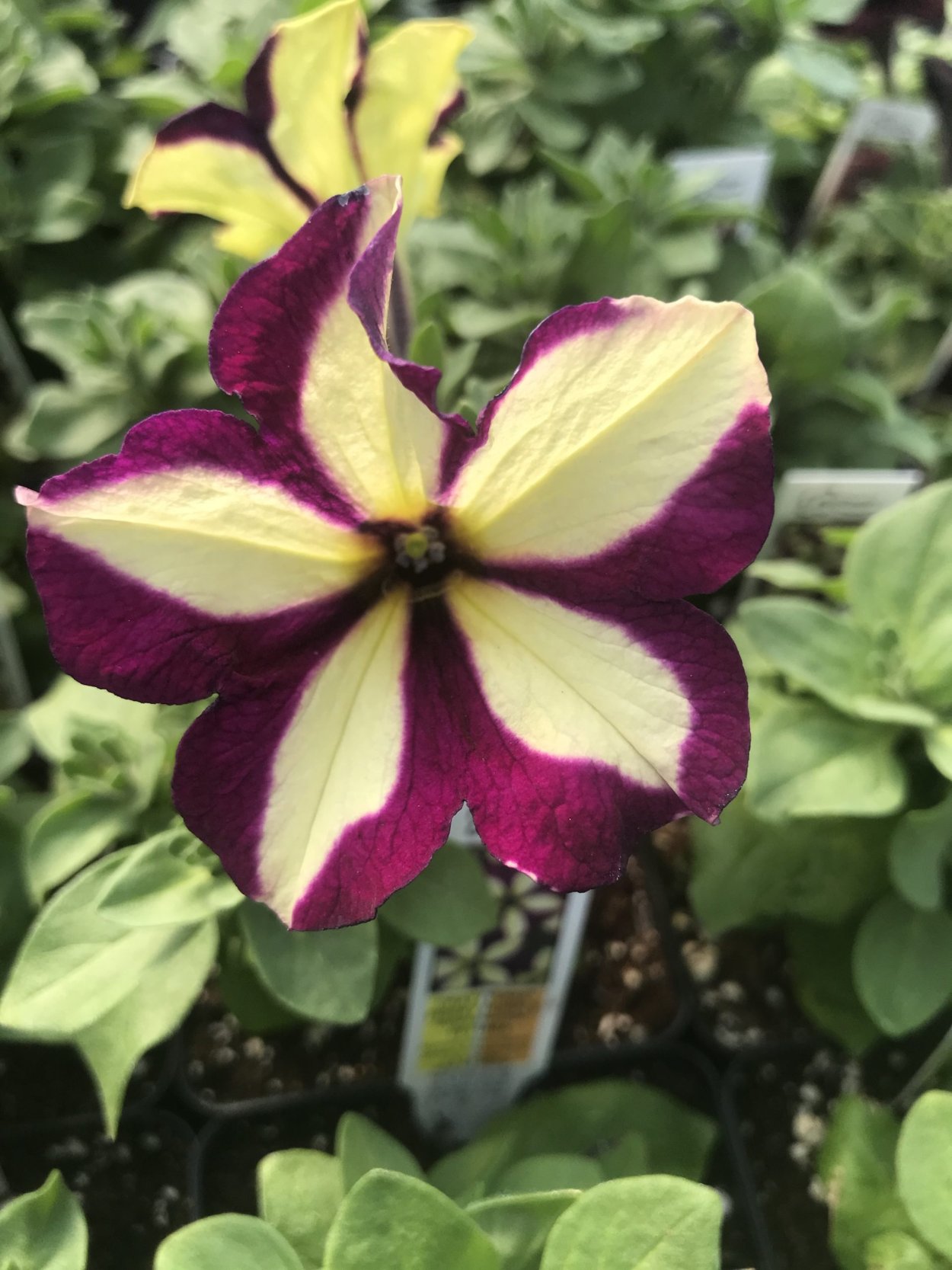 Петуния Crazytunia Razzmatazz