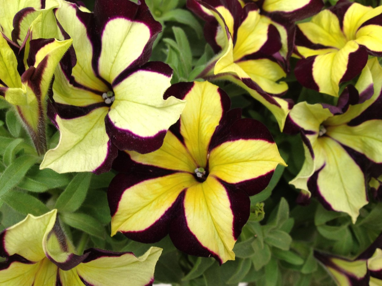 Петуния Crazytunia Star Fruit