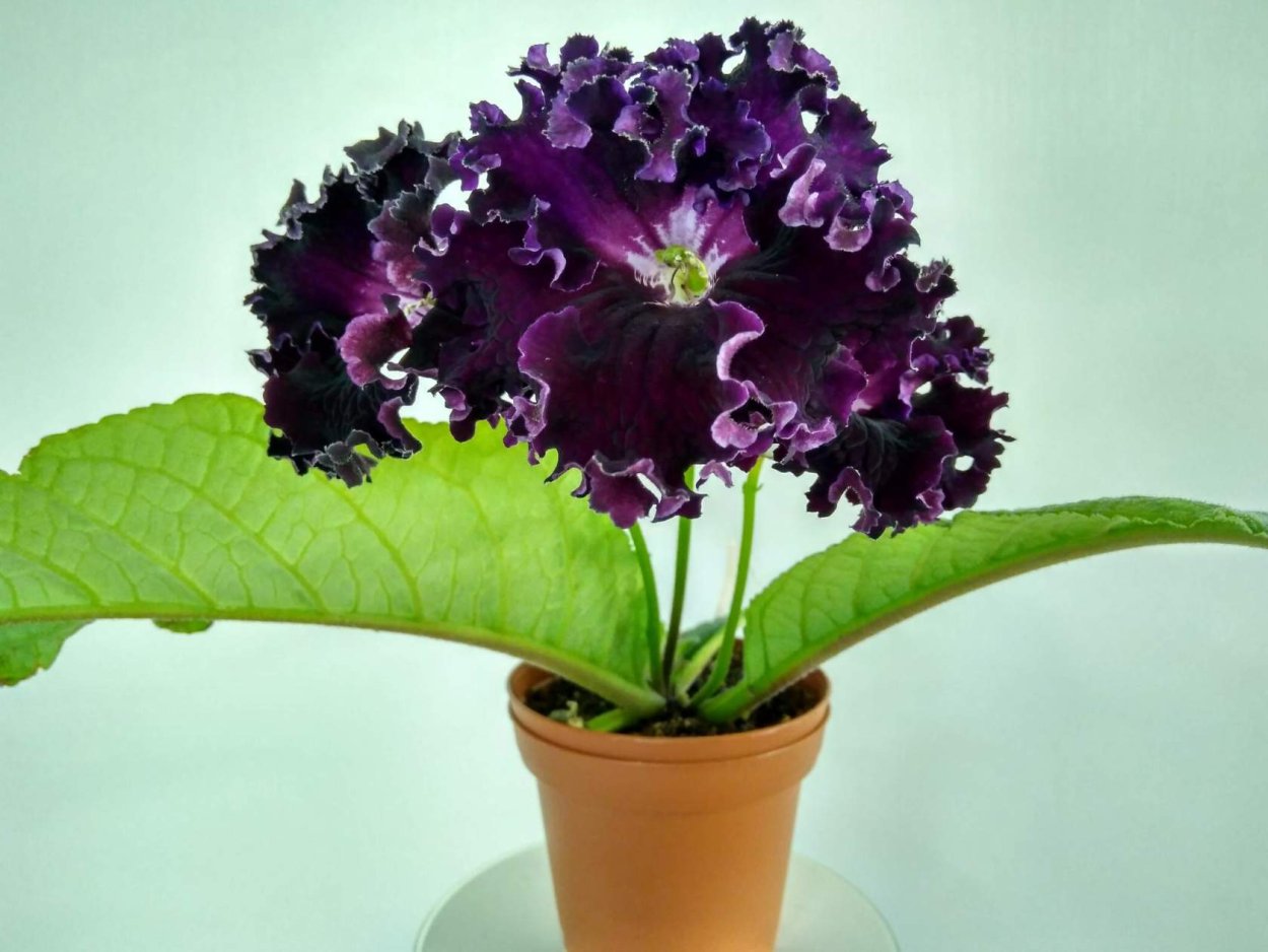 Стрептокарпус Королевский