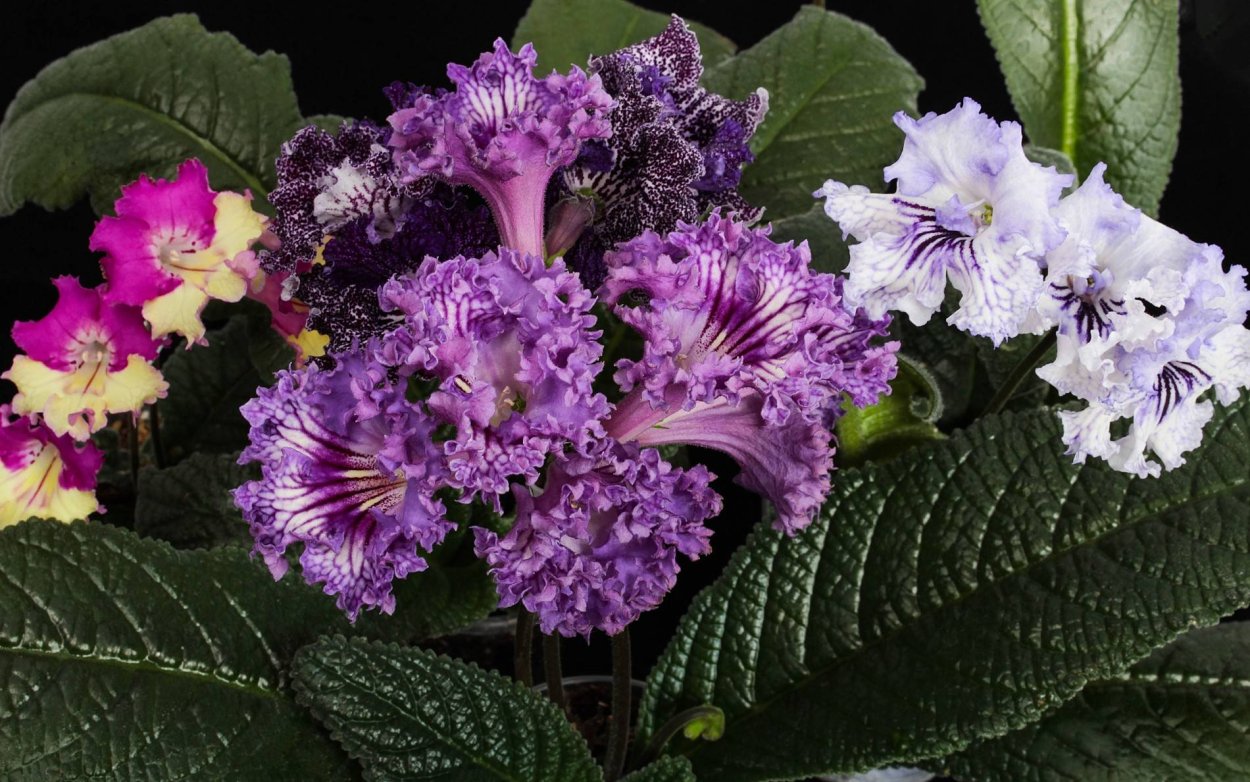 Стрептокарпус рекс Королевский