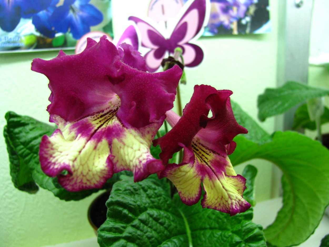 Стрептокарпус Королевский