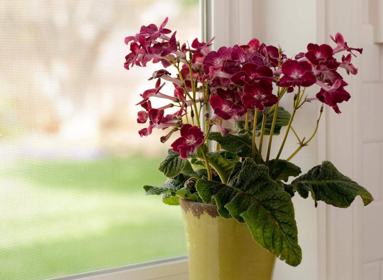 Стрептокарпус микс d12