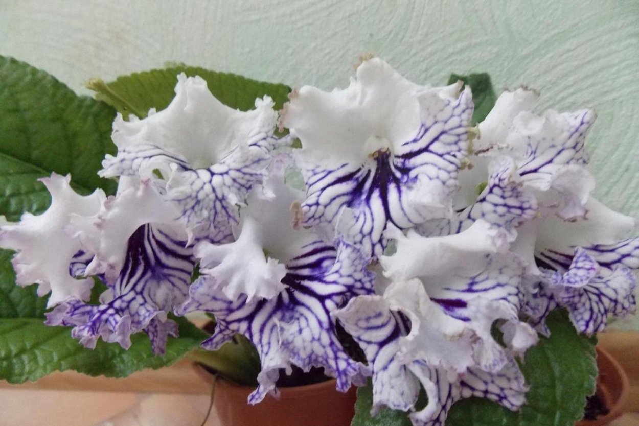 Стрептокарпус Амаретто