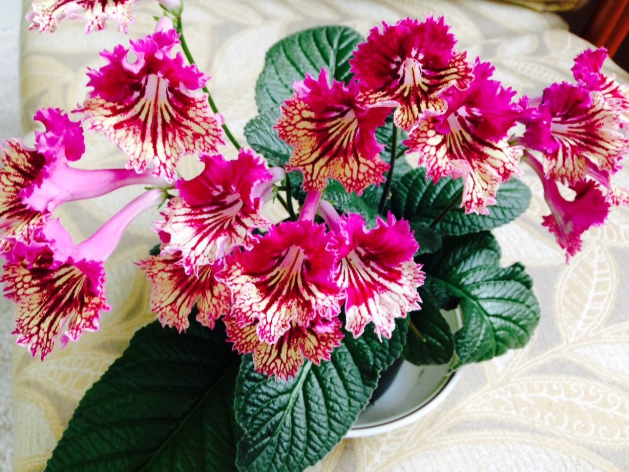 Versal стрептокарпус