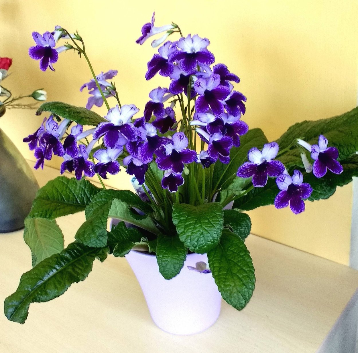 Стрептокарпус цветок