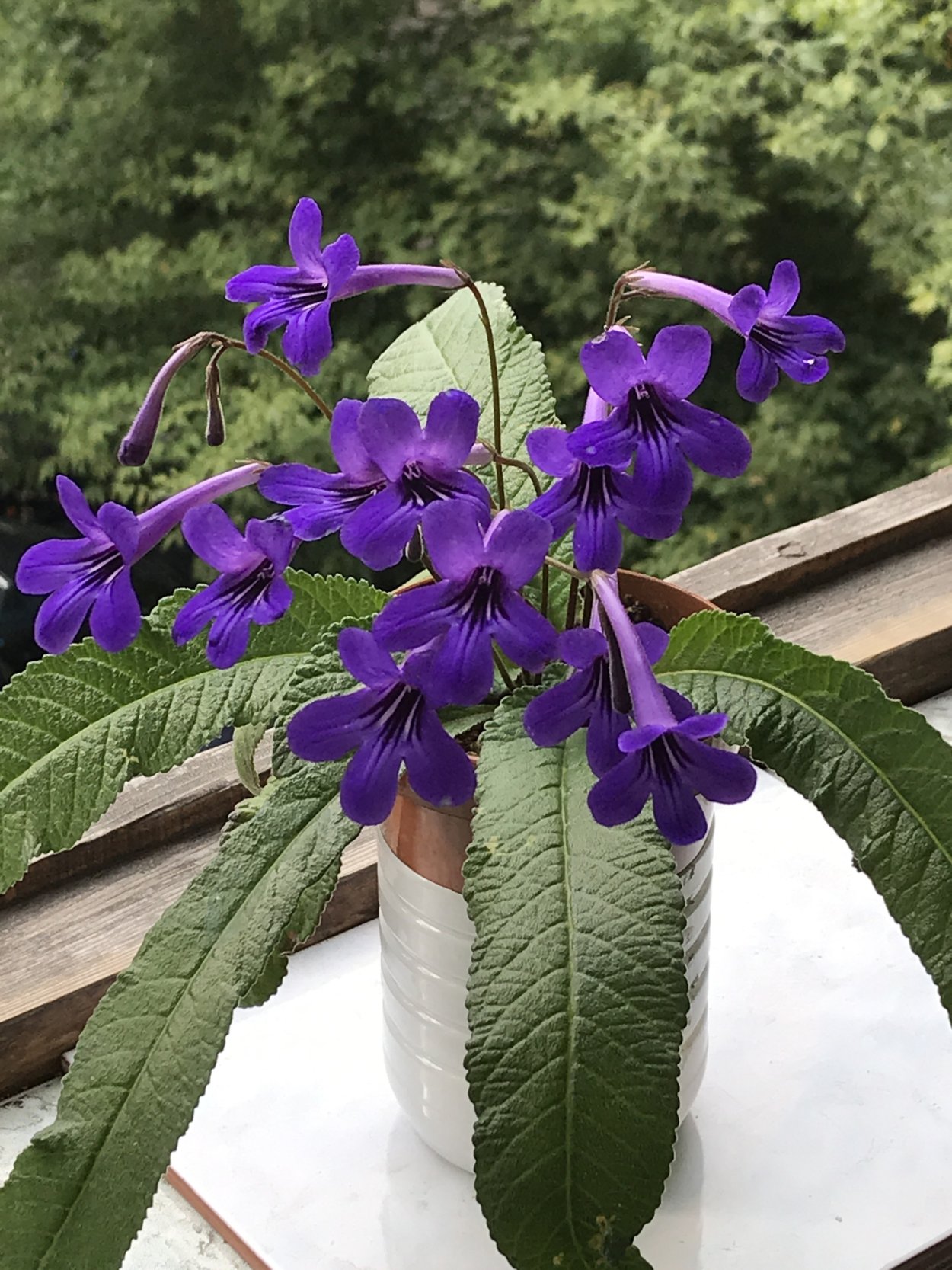 Примула стрептокарпус