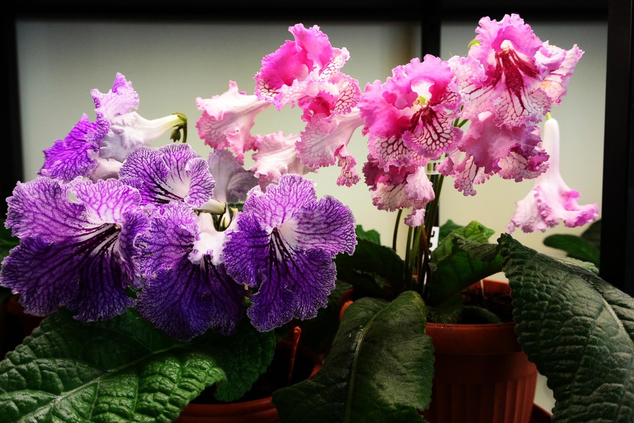 Стрептокарпус рекс Королевский