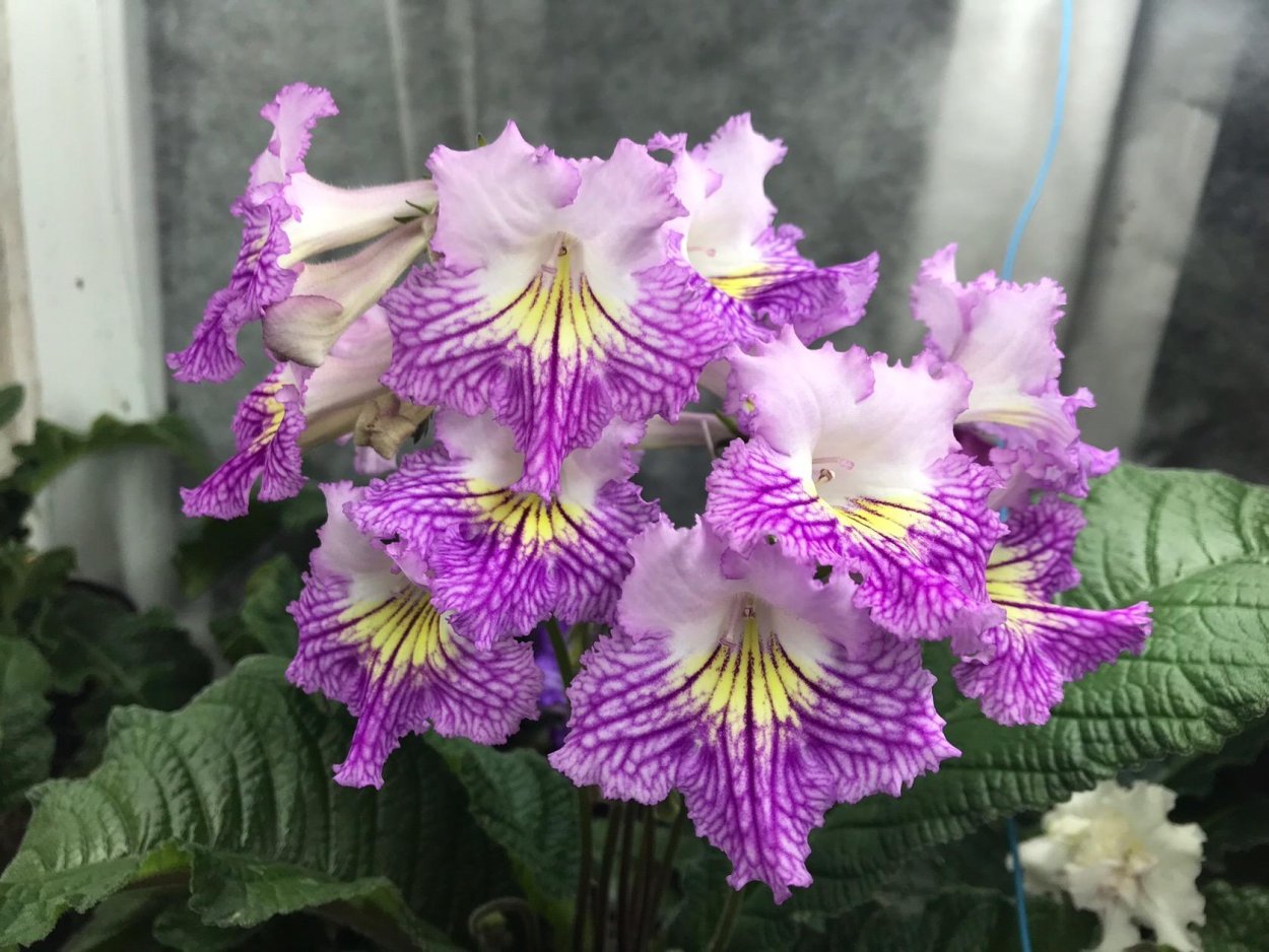 Стрептокарпус од Краля