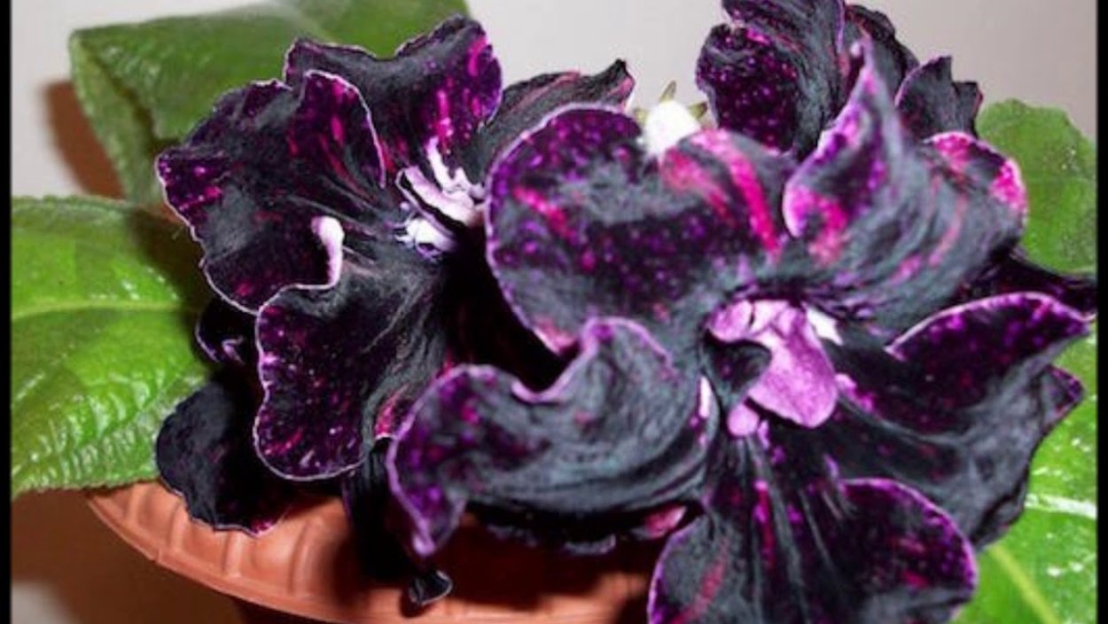 Стрептокарпус уход в домашних условиях