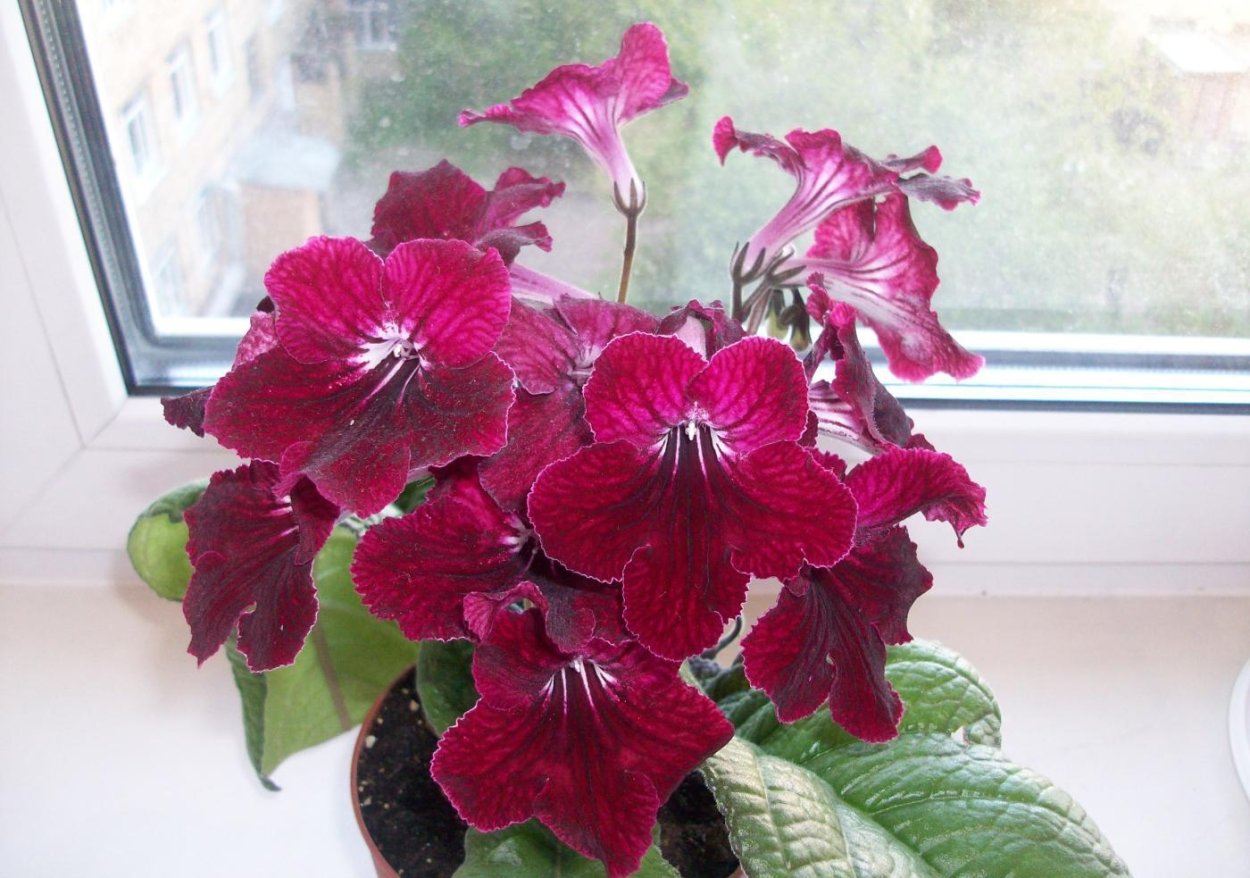 Стрептокарпус DS-Валькирия